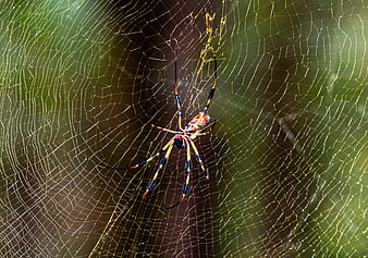 Golden Orb Weaver Spider on Web in Forest