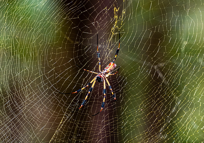 Golden Orb Weaver Spider on Web in Forest
