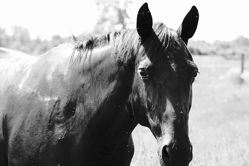 Black and white portrait of a horse in a field