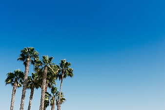 Tall Palm Trees Against Clear Blue Sky with Copyspace