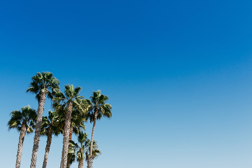 Tall Palm Trees Against Clear Blue Sky with Copyspace