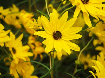 Close-up of vibrant yellow wildflowers in a garden