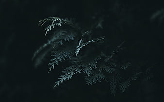 Dark moody close-up of pine branch with blue tones