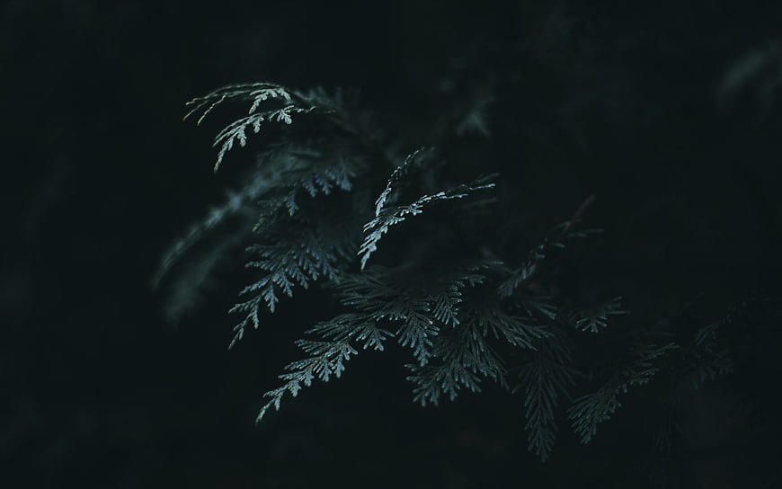 Dark moody close-up of pine branch with blue tones