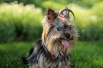 Cute Yorkshire Terrier Puppy with Pink Bow in Green Grass