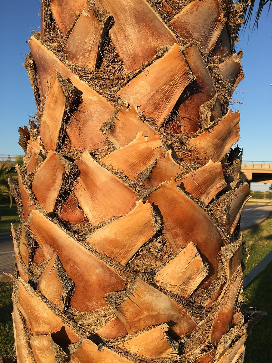 Close-up of textured palm tree trunk bark