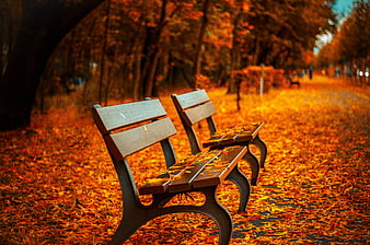 Empty wooden park bench surrounded by vibrant autumn leaves