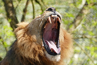 Close-up of a male lion roaring with mouth wide open