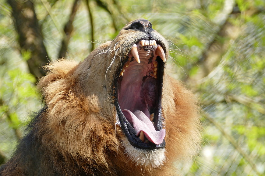 Close-up of a male lion roaring with mouth wide open