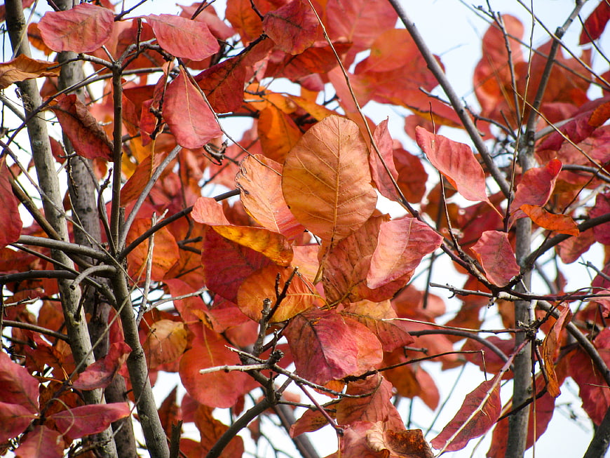 Close-up of vibrant red and orange autumn leaves on branches