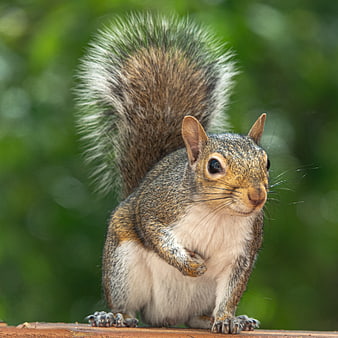 Close-up of a Cute Squirrel with Fluffy Tail
