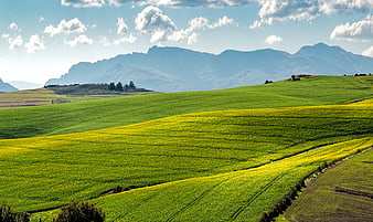 Rolling Green and Yellow Fields with Mountain Background