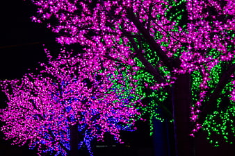 Colorful LED Light Trees at Night