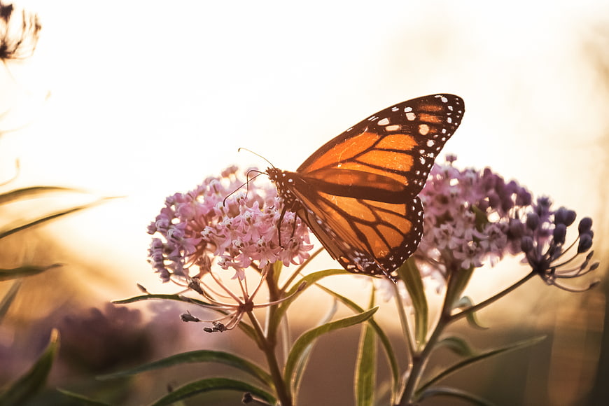 Monarch Butterfly on Pink Milkweed Flower in Golden Sunlight