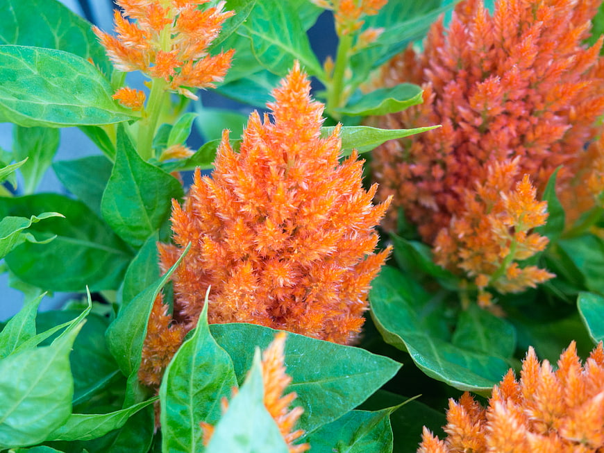 Vibrant Orange Cockscomb Flowers with Green Leaves