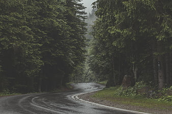 Winding wet asphalt road through dense foggy pine forest