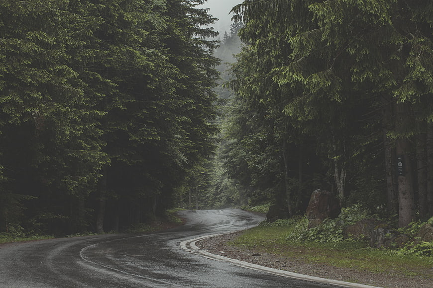 Winding wet asphalt road through dense foggy pine forest
