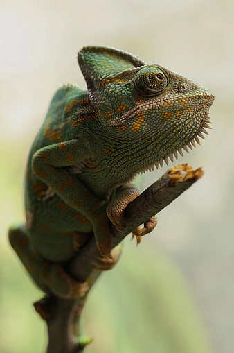 Close-up of a Veiled Chameleon on a Branch