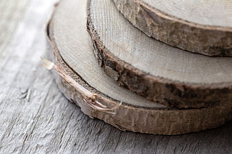 Close-up of rustic birch wood slices on weathered surface
