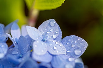 Close-up of Blue Hydrangea Petals with Rain Droplets