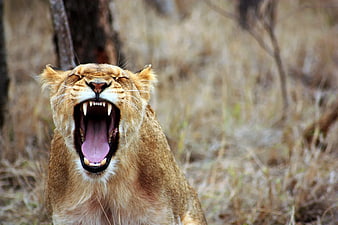 Close-up of a roaring lioness in the wild savanna