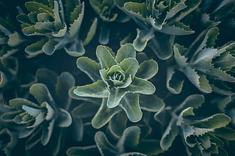 Close-up of green succulent plant rosettes with serrated leaves