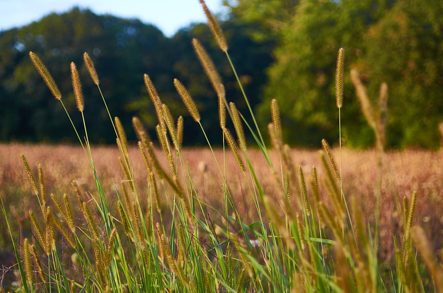 Golden Foxtail Grass in a Sunlit Meadow