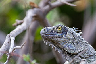 Close-up portrait of a green iguana head on a branch