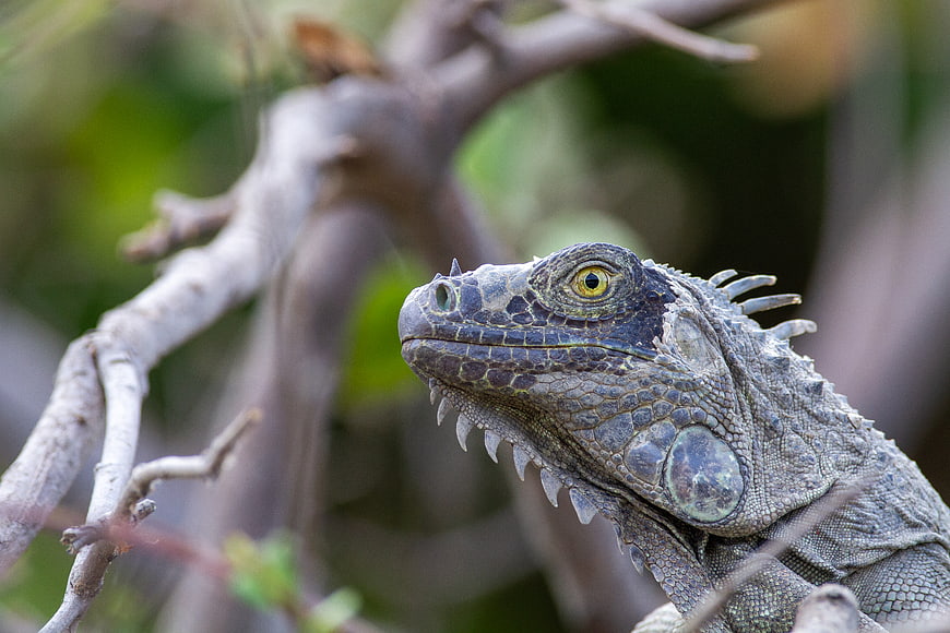 Close-up portrait of a green iguana head on a branch