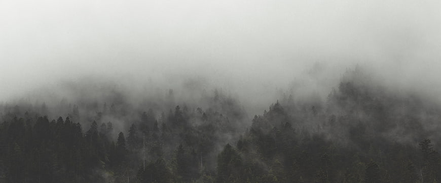 Misty Pine Forest Landscape with Foggy Mountain Scenery