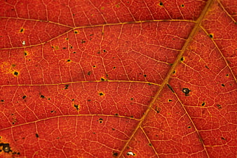 Macro Texture of Red Autumn Leaf Veins and Spots