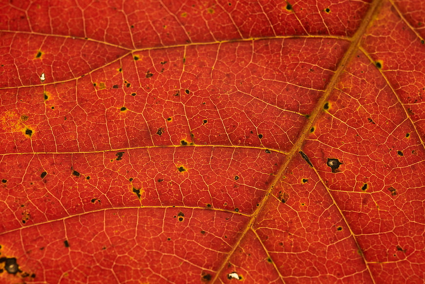 Macro Texture of Red Autumn Leaf Veins and Spots