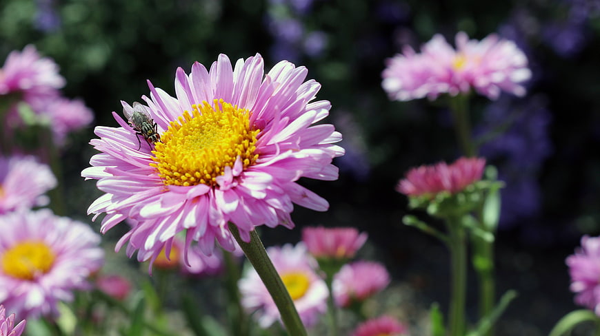 Close-up of pink aster flower with fly on yellow center
