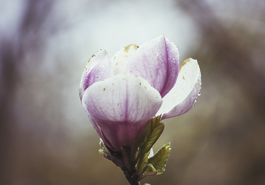 Close-up of a purple and white magnolia flower with raindrops