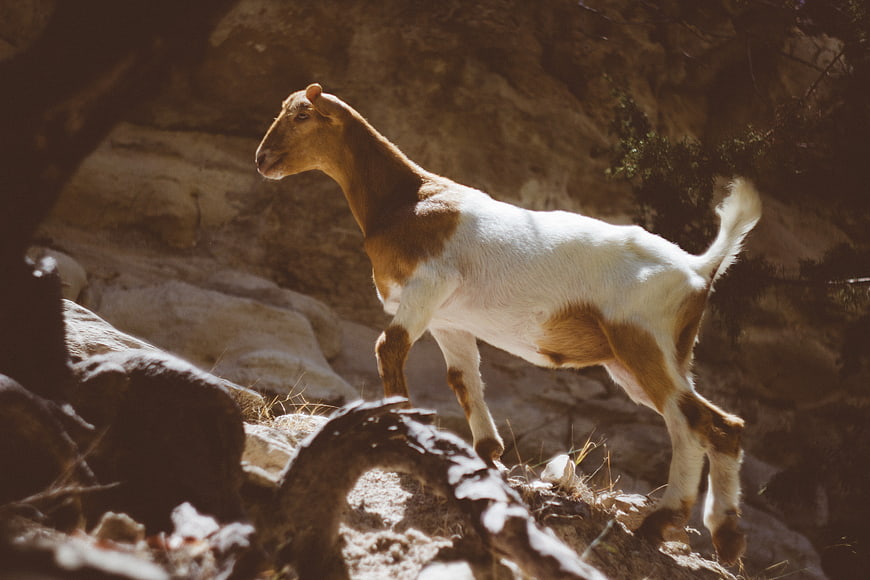 Brown and white goat climbing rocky terrain in sunlight