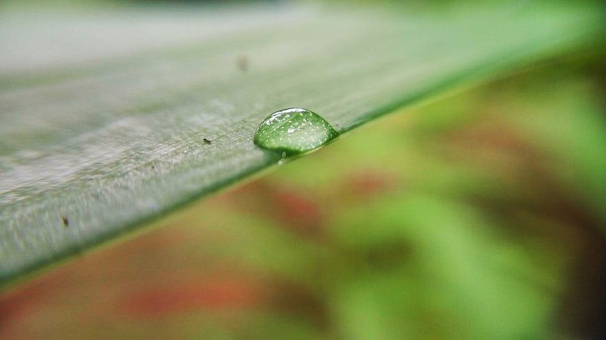 Macro shot of a water droplet on a green leaf