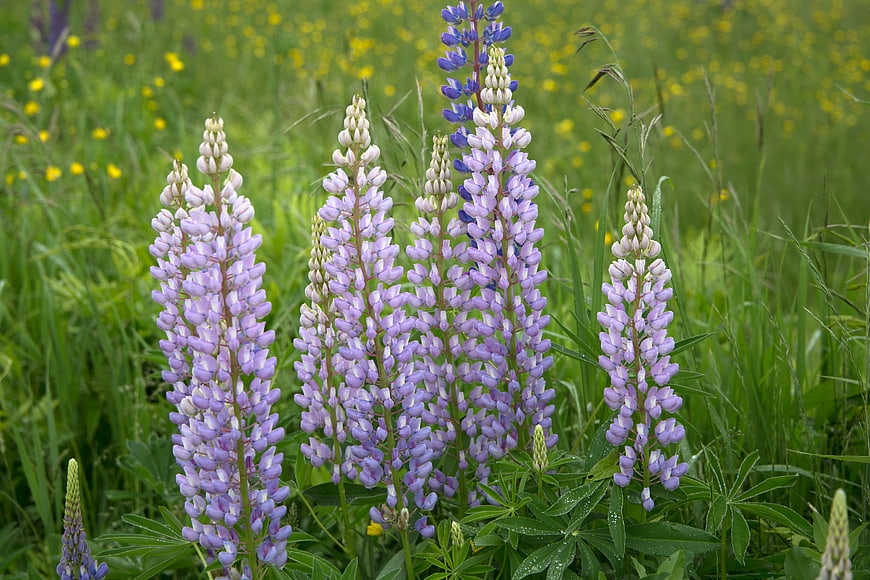 Purple and Blue Lupine Flowers Blooming in Green Meadow