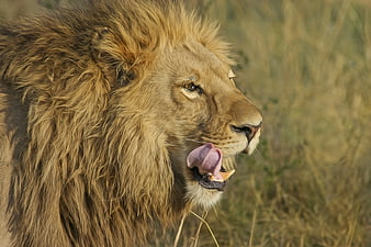 Close-up of male lion licking nose in savanna