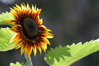 Close-up of a vibrant yellow and orange sunflower with bees