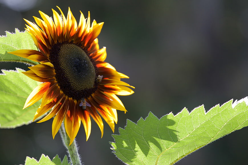 Close-up of a vibrant yellow and orange sunflower with bees