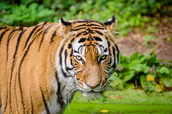 Close-up portrait of a Bengal tiger in a natural habitat