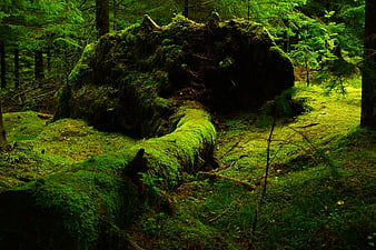 Moss-covered fallen tree in a lush green forest