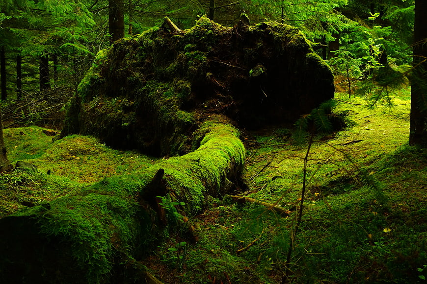 Moss-covered fallen tree in a lush green forest