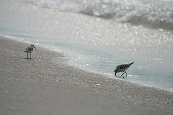 Two sandpipers foraging on sandy beach with sparkling ocean waves
