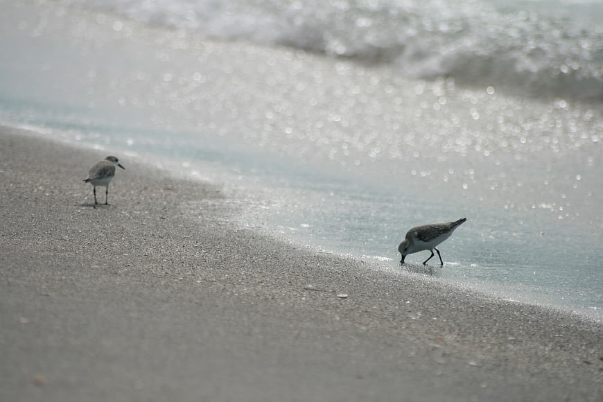 Two sandpipers foraging on sandy beach with sparkling ocean waves