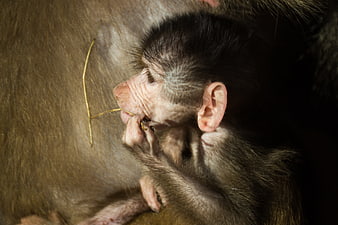 Close-up of a baby baboon sleeping peacefully