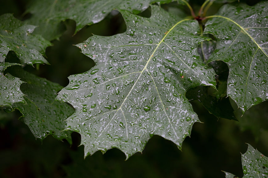 Close-up of wet oak leaves with rain droplets