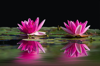 Two Pink Lotus Flowers Floating on Dark Water