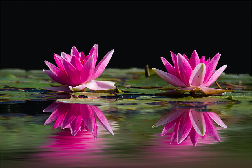Two Pink Lotus Flowers Floating on Dark Water