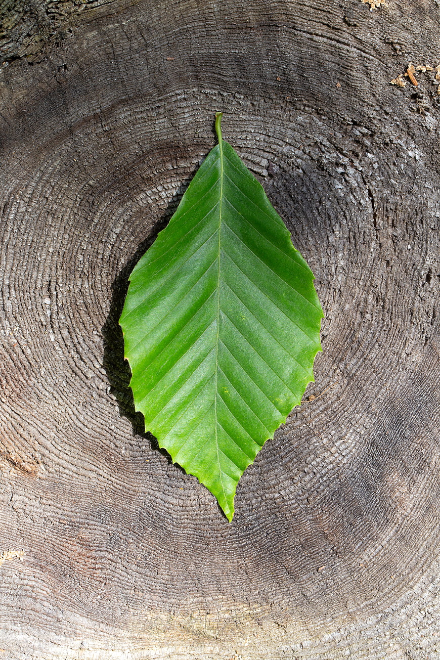 Green Beech Leaf on Tree Stump Rings
